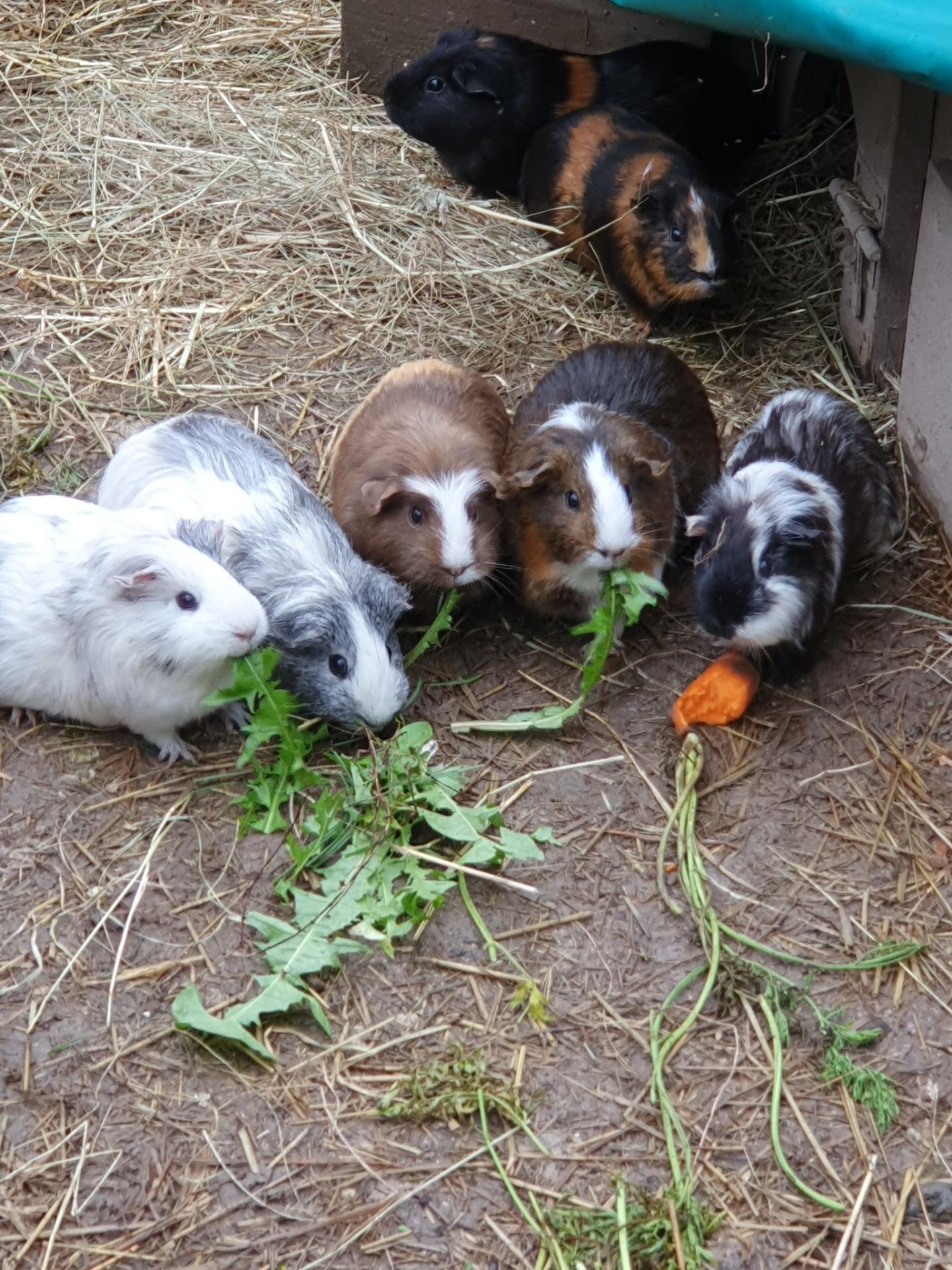 Cochon-d'inde