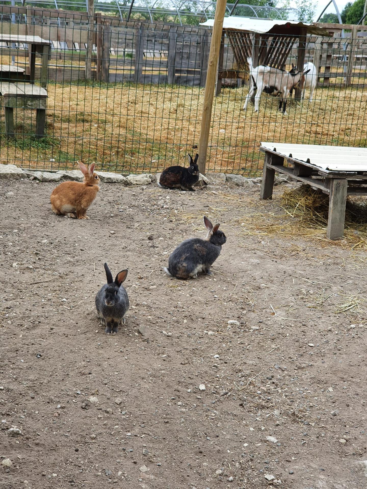 Lapins