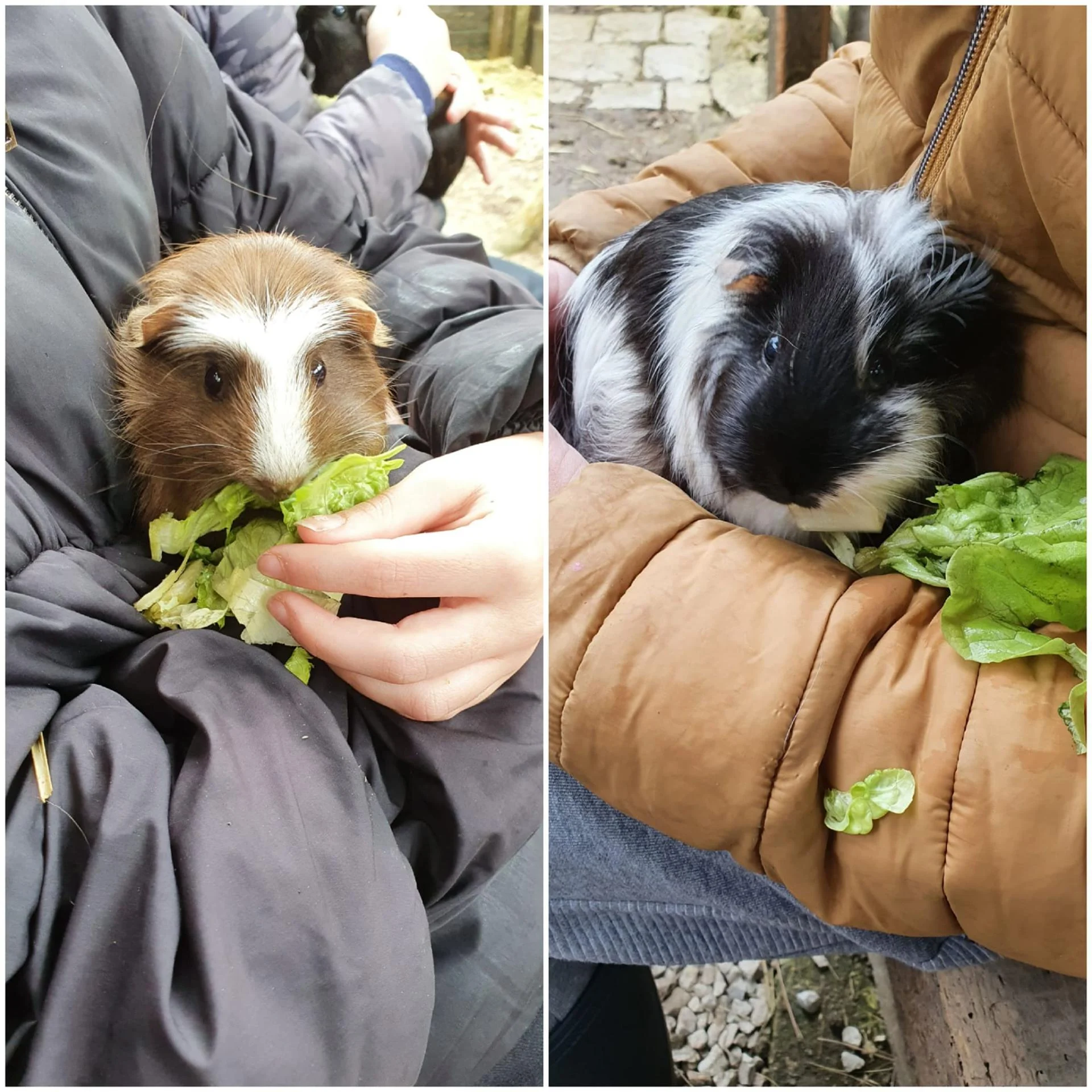Cochon-d'inde
